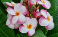 Plumeria rubra "CP Penny's White"