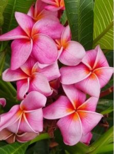 Plumeria rubra "Pink March"