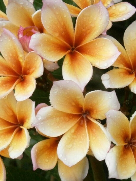 Plumeria rubra 'Meya' - bare-root