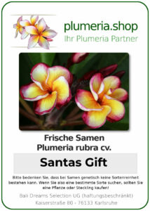 Plumeria rubra - "Santas Gift"