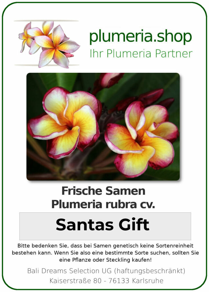 Plumeria rubra 'Orange Apricot'