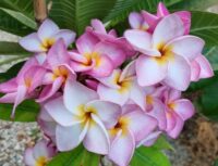 Plumeria rubra "Purple Heart"