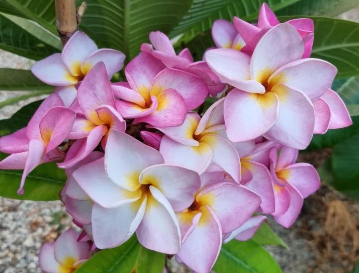 Plumeria rubra "Purple Heart"