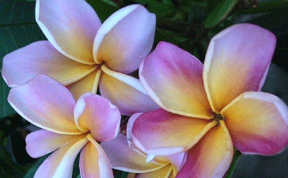 Plumeria rubra "Purple Haze"