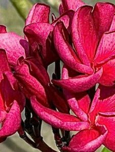 Plumeria rubra "Red Coral" - wurzelnackt
