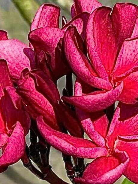 Plumeria rubra 'Meya' - bare-root