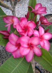Plumeria rubra "Red Rose Compact"