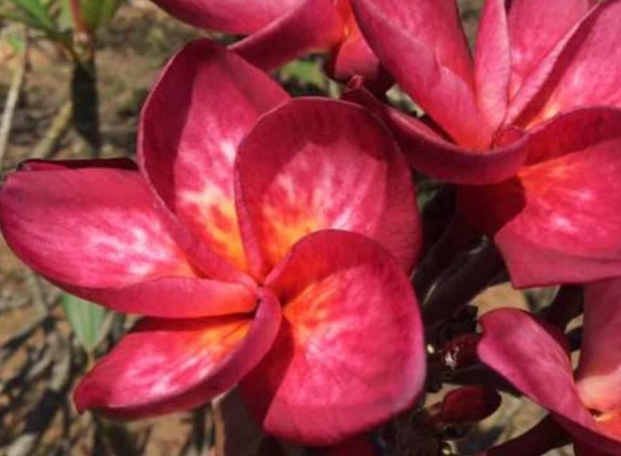 Plumeria rubra "Red Manic"