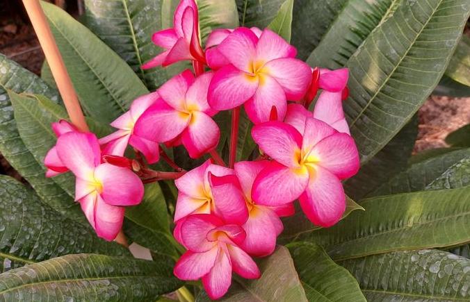 Plumeria rubra "Royal Velvet"