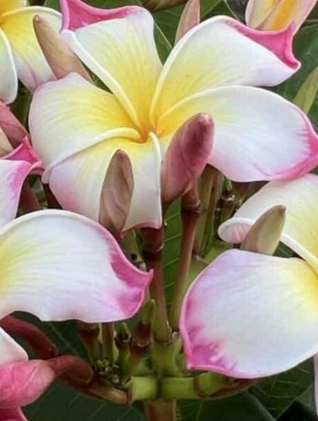 Plumeria rubra 'Meya' - bare-root