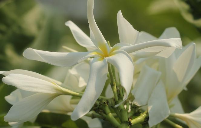 Plumeria rubra "Saint Germain Leela"