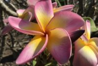 Plumeria rubra "Saraburi Jive"
