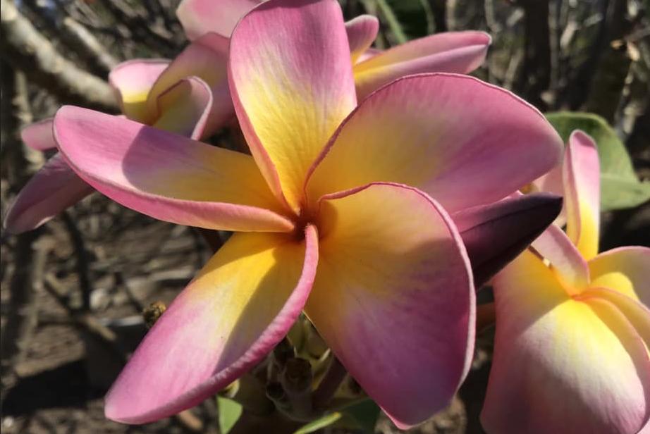 Plumeria rubra "Saraburi Jive"