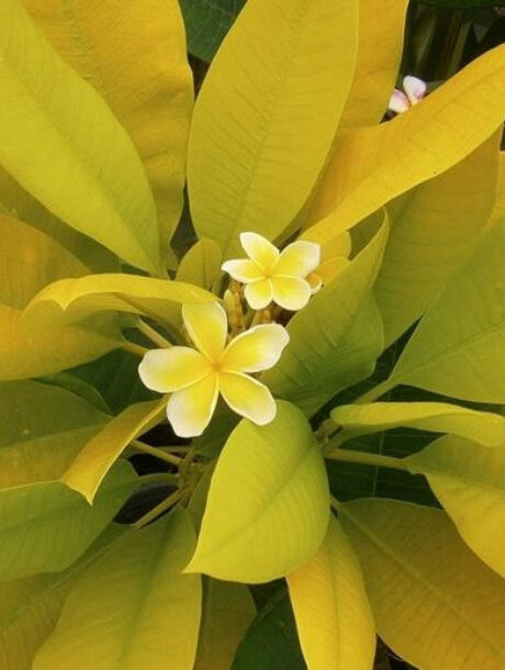 Plumeria rubra « Siam Gold », racines nues