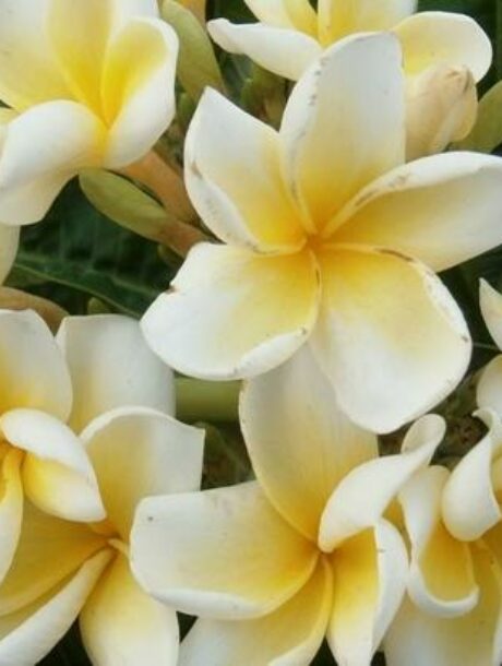 Plumeria rubra 'Meya' - bare-root