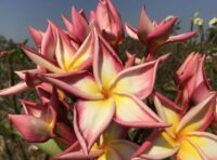 Plumeria rubra "Sixties Dance"