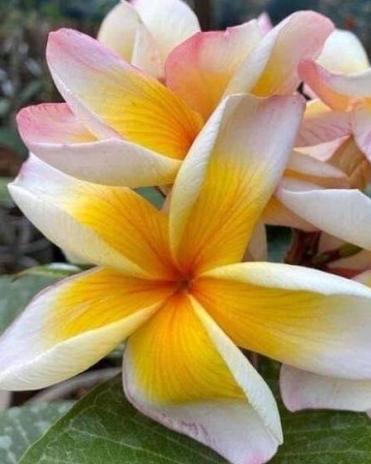 Plumeria rubra "Som Supaporn"