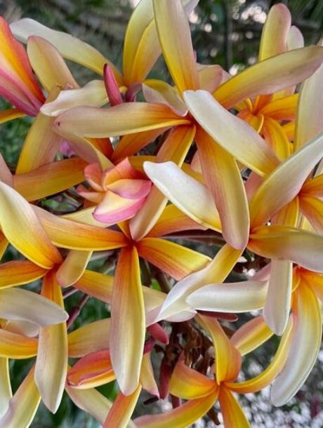 Plumeria rubra « Som Prakairung », racines nues