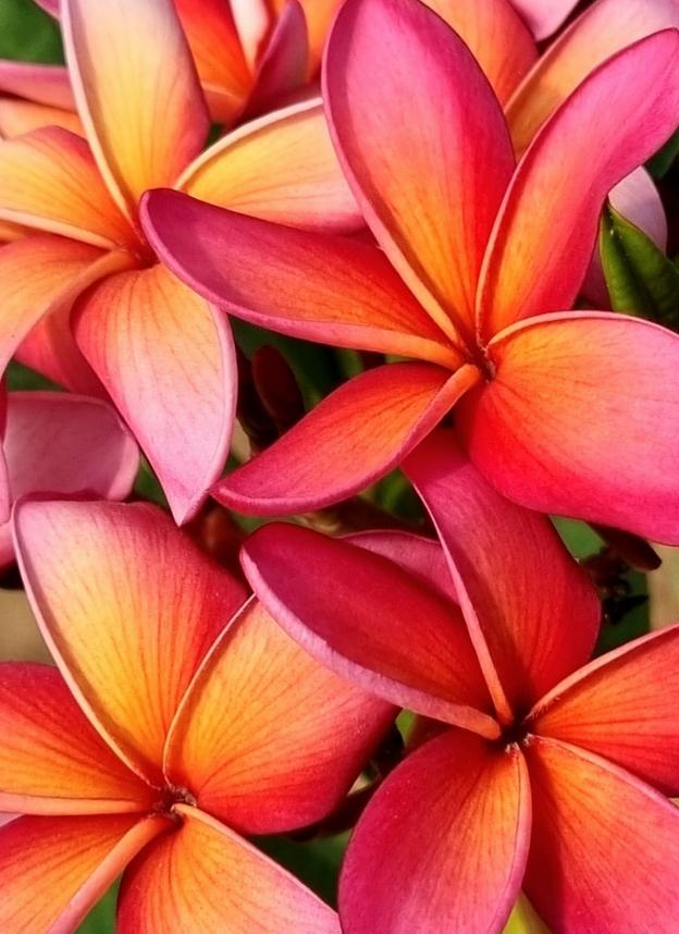 Plumeria rubra  "Sorbet Ripple" - unbewurzelter Steckling