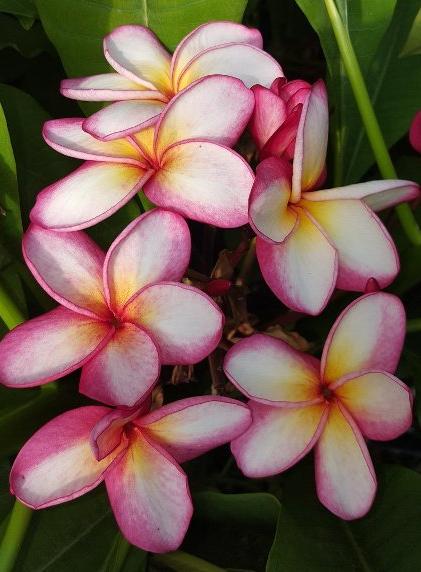 Plumeria rubra "Star Flash"