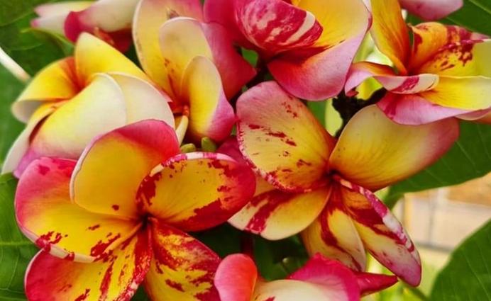 Plumeria rubra  "Taweechoke Splash" - unbewurzelter Steckling