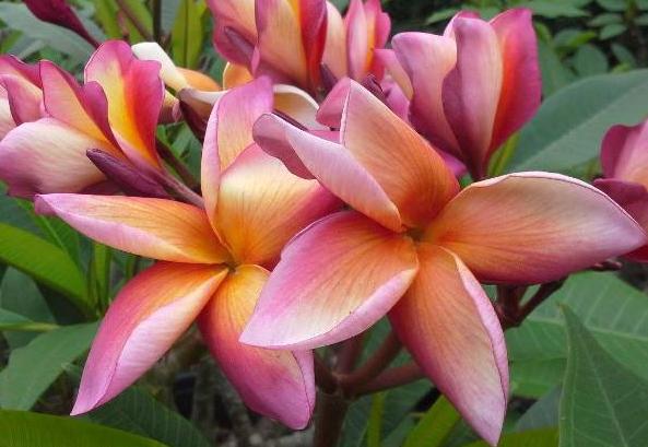 Plumeria rubra "Toffee"