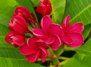 Plumeria rubra "VUs Elegante"