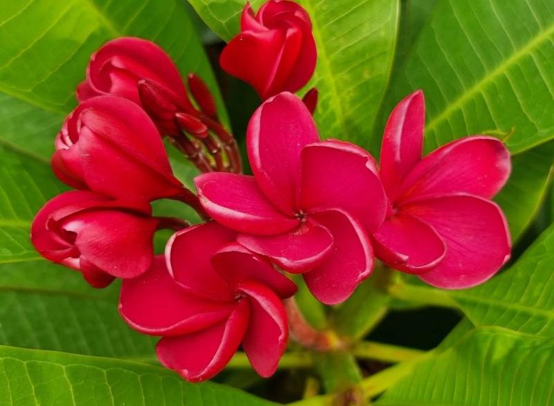 Plumeria rubra "VU's Elegante"