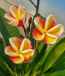 Plumeria rubra "Rainbow Tulip"
