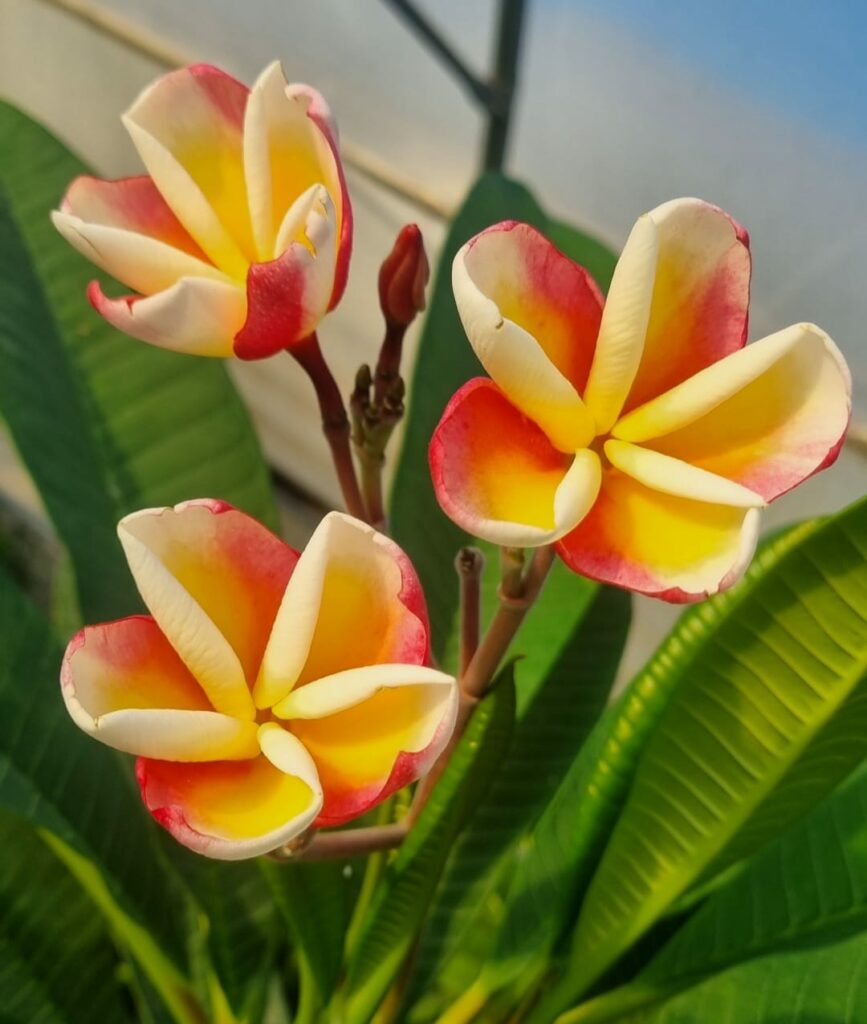Plumeria rubra  "Rainbow Tulip" - unbewurzelter Steckling