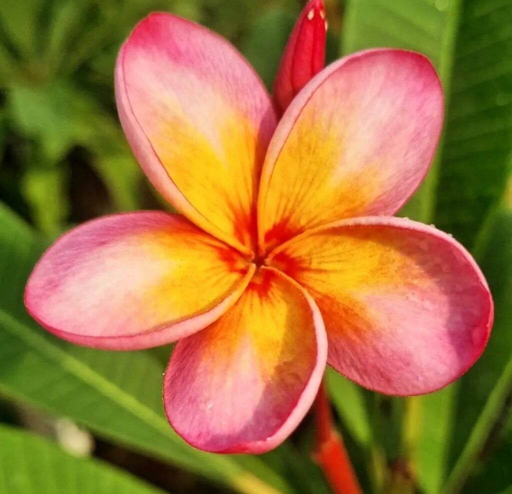 Plumeria rubra  "Sweet Euphoria" - unbewurzelter Steckling