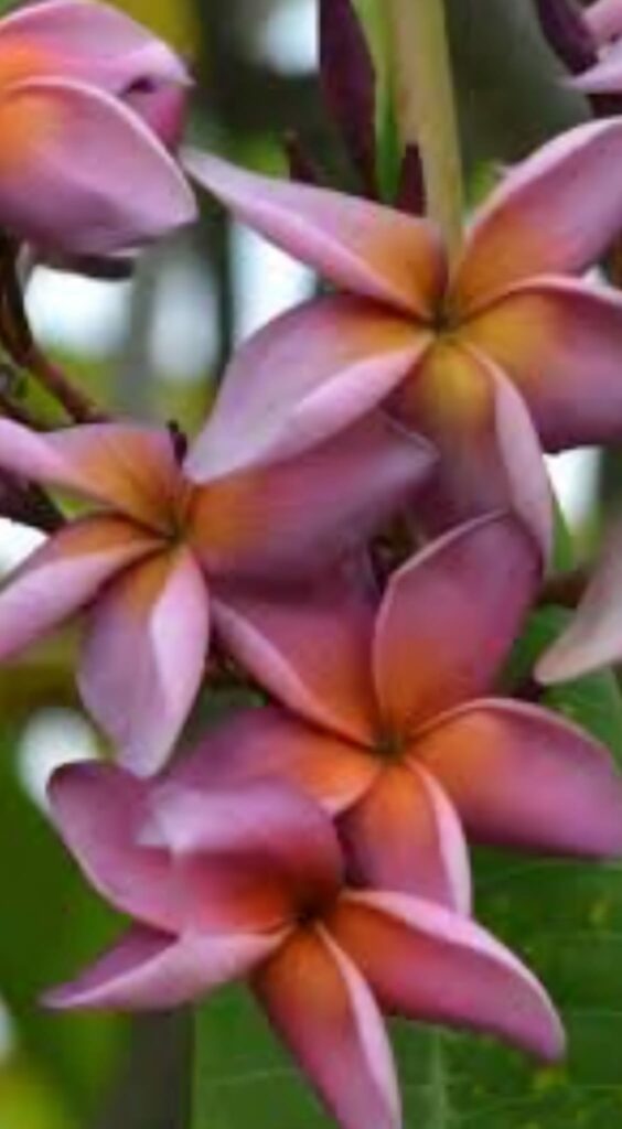 Plumeria rubra  "Kukiat P-803" - unbewurzelter Steckling