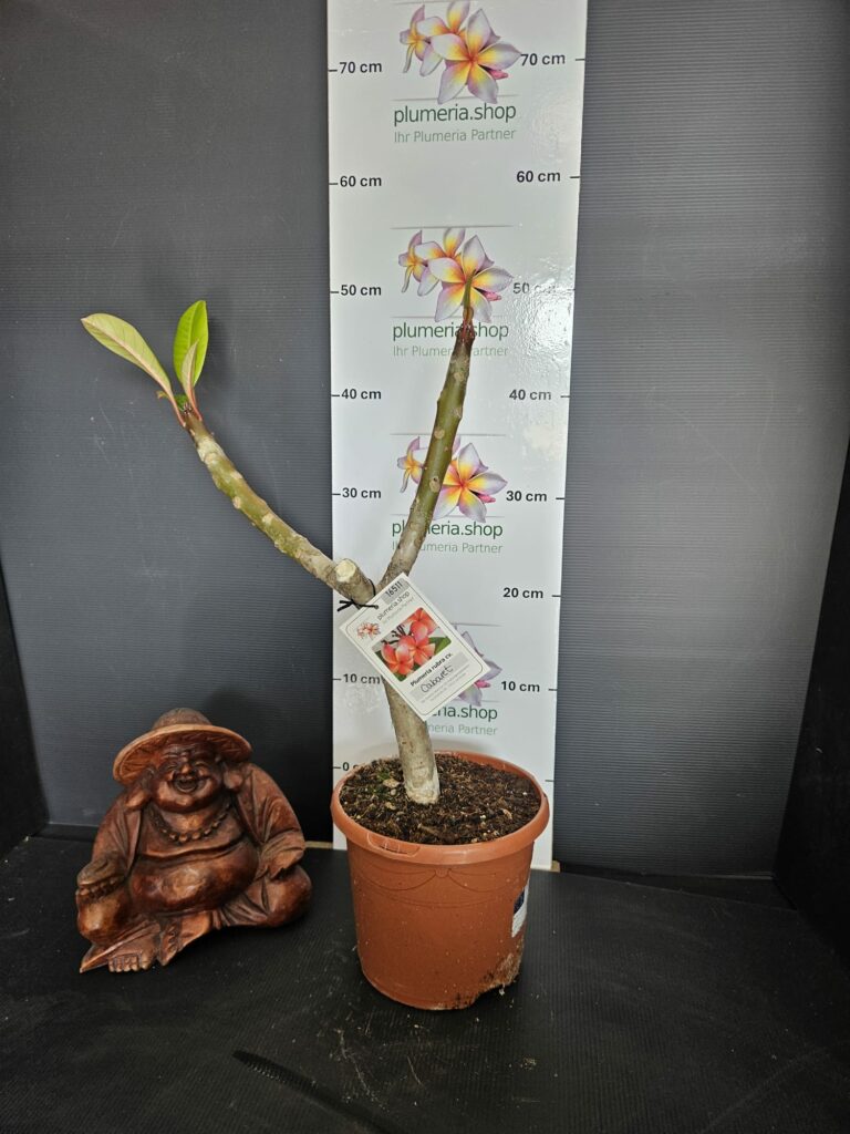 Plumeria rubra "Cabaret"