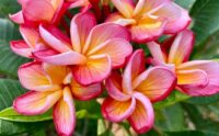 Plumeria rubra "Yala"