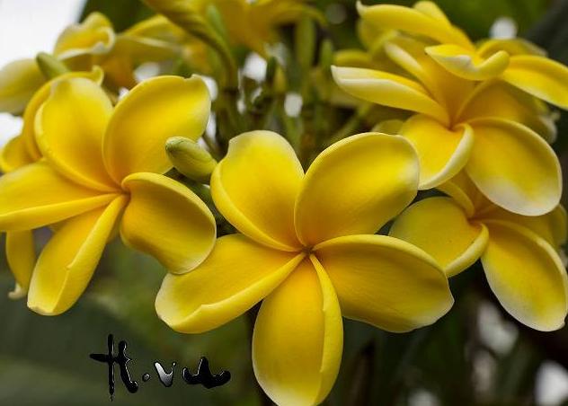 Plumeria rubra "Zitrone"
