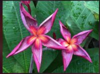 Plumeria rubra "Black Purple Star"
