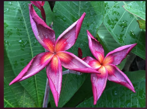 Plumeria rubra "Black Purple Star"