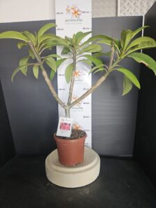 Plumeria rubra "Epic"