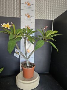 Plumeria rubra "Mojito"