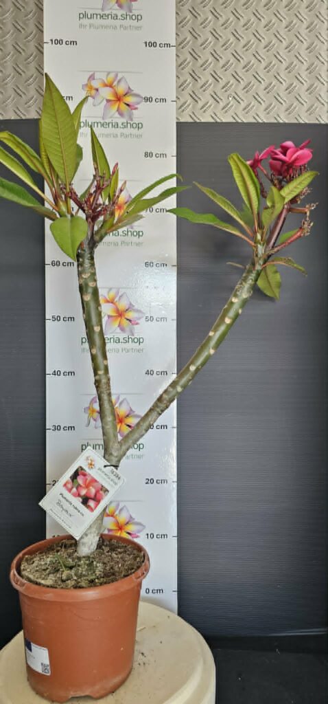 Plumeria rubra „Bayeaux“ #16386