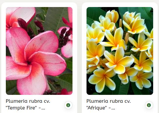 【Plumeria＊ 】fracoraHITOKAN Extract ２本 Frangipani Stecklinge