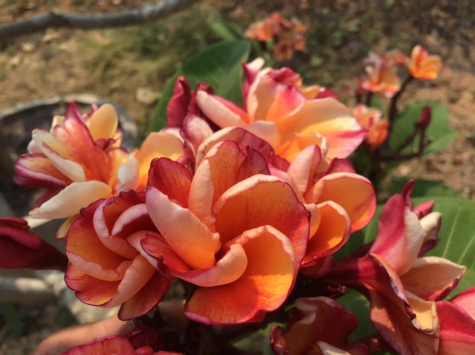Plumeria rubra "Attapol Orange", wurzelnackt