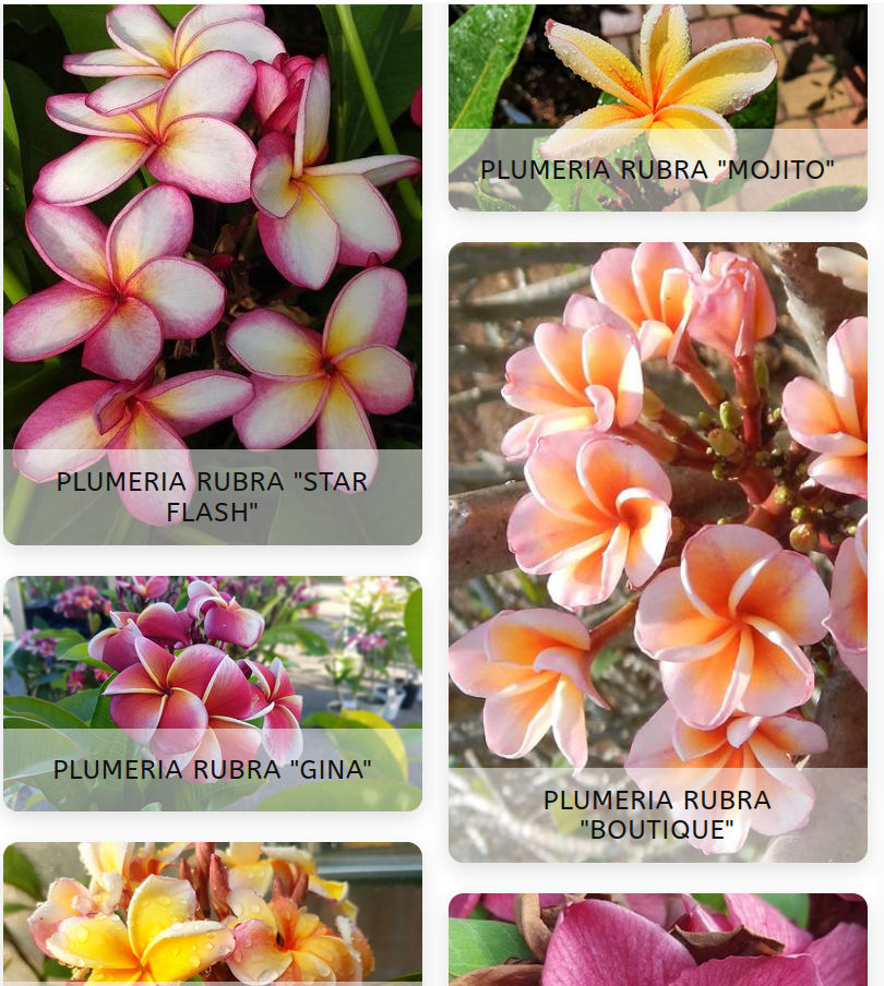 Frangipani Pflanzen  Groe Frangipani Pflanzen