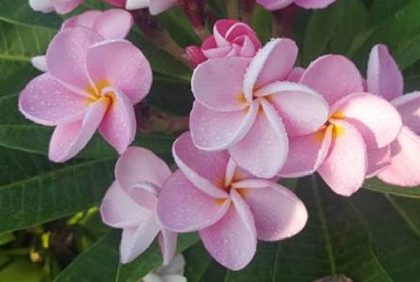Plumeria rubra "Bella Vista", wurzelnackt