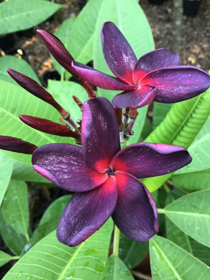 Plumeria rubra "Black Purple", wurzelnackt