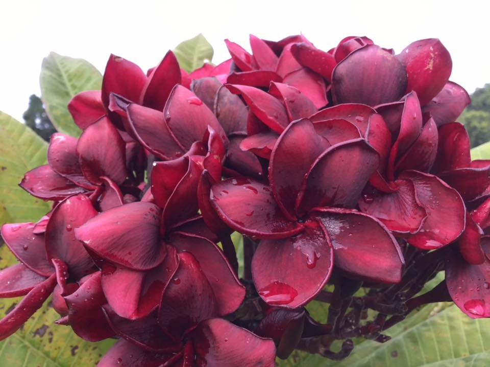 Plumeria rubra "Black Pagoda"