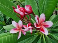 Plumeria rubra "CP Amarena"