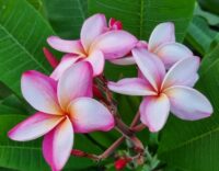 Plumeria rubra "CP Blush Pearl"