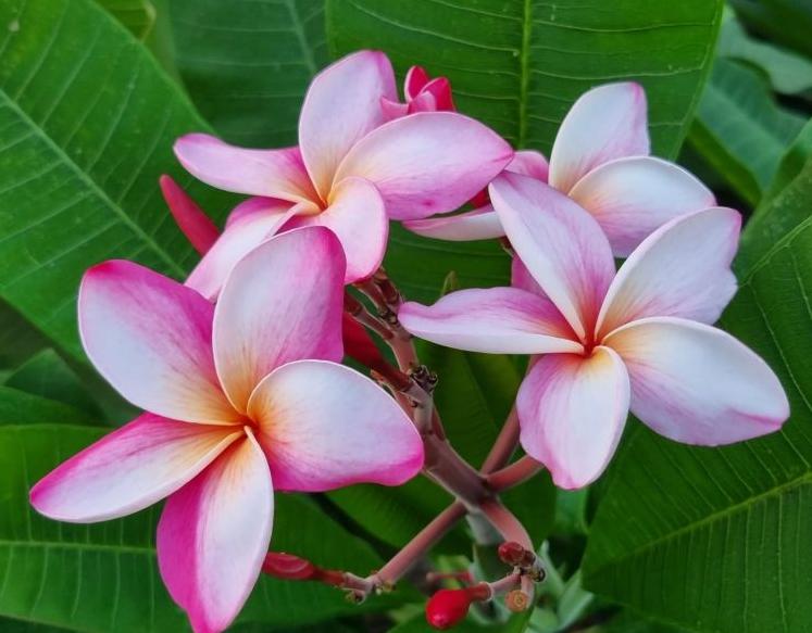 Plumeria rubra "CP Blush Pearl"