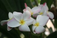 Plumeria rubra "CP Classic Pearl"